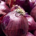 Onion Directory 2025