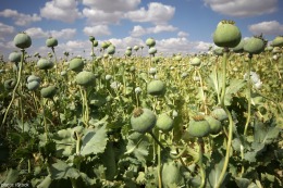 best darknet market for heroin