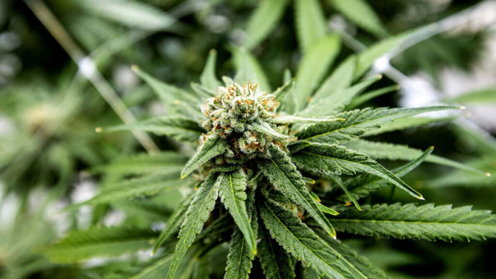 Weed Only Darknet Market