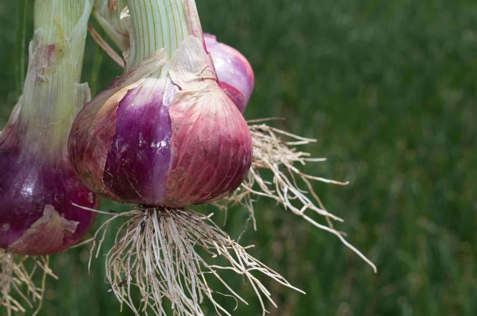 onion links sites